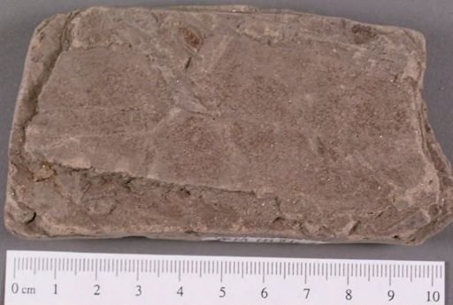 Andromeda flexuosa