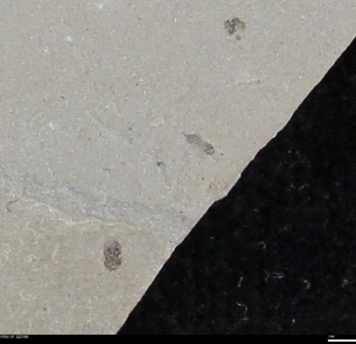 undet. Hymenoptera
