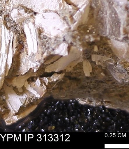Corbicula sp.