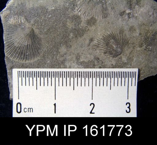 Schuchertella pecten