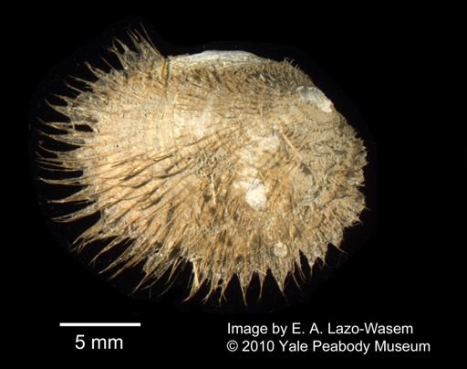 Limopsis