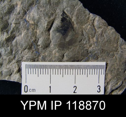 Lingula subacutriostris