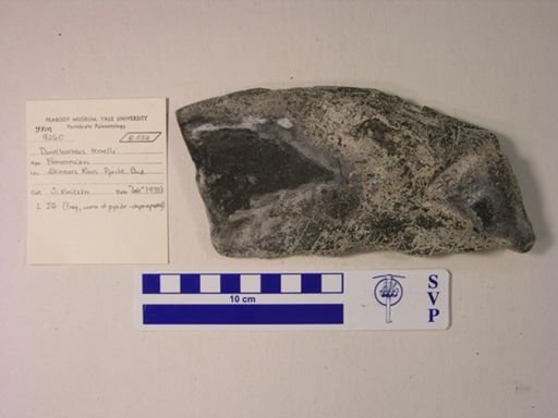 Dunkleosteus terrelli