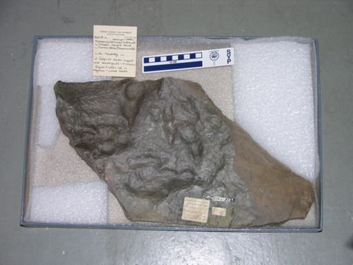 Anchisauripus dananus