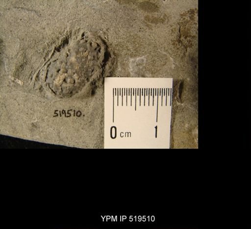 undet. Archaeocidaridae