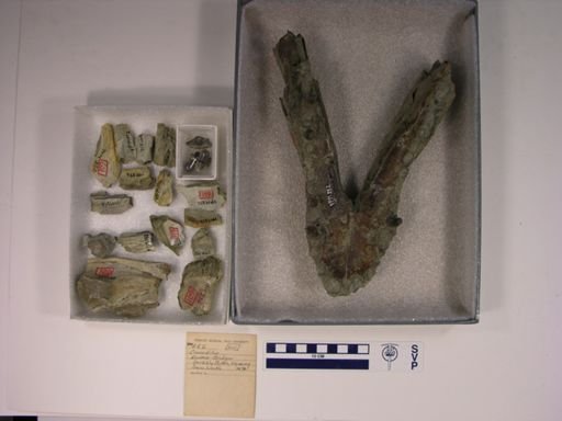 Crocodilus sp.