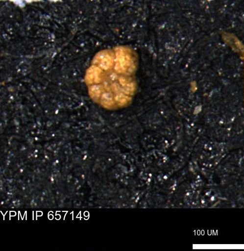 Haplophragmoides gigas