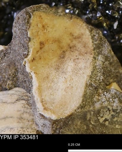 Limopsis striatopunctatus