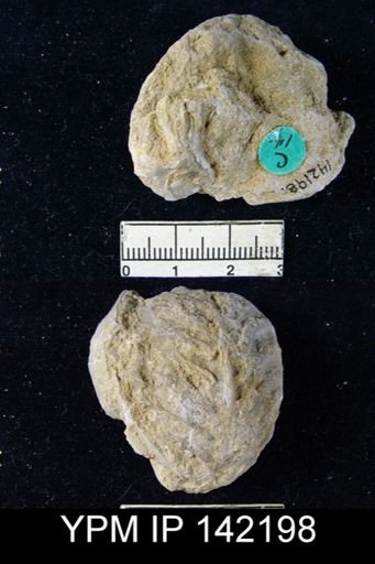 Oldhamina decipiens