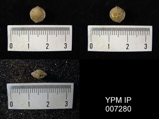 Nucleospira pisiformis