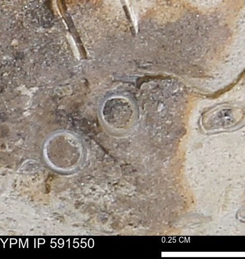 Serpulidae