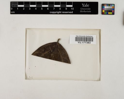Plantae