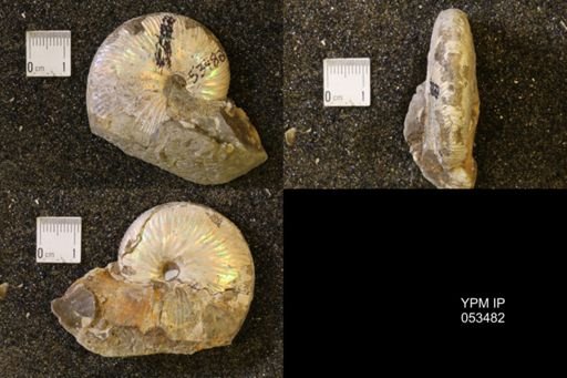 Hoploscaphites nicolletii