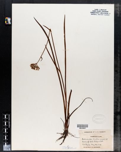 Plantae