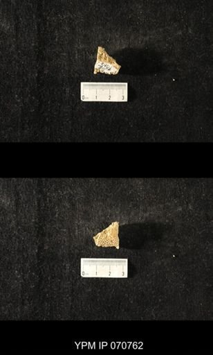 Favosites sp.