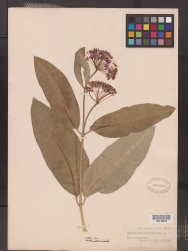 Asclepias purpurascens