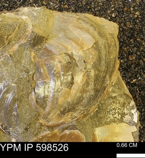 Inoceramus sp.