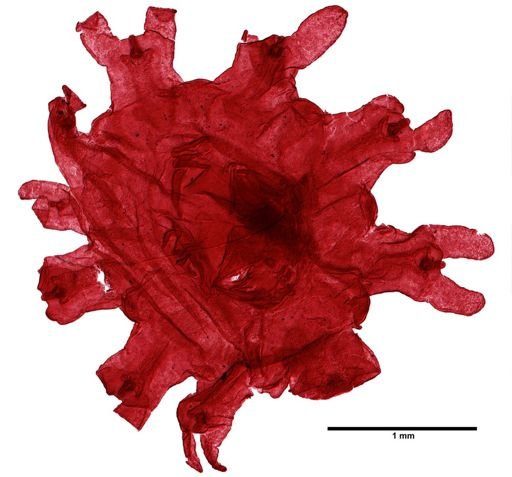 Aurelia aurita