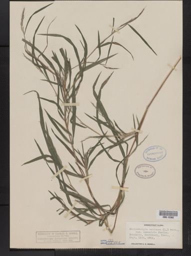 Muhlenbergia mexicana