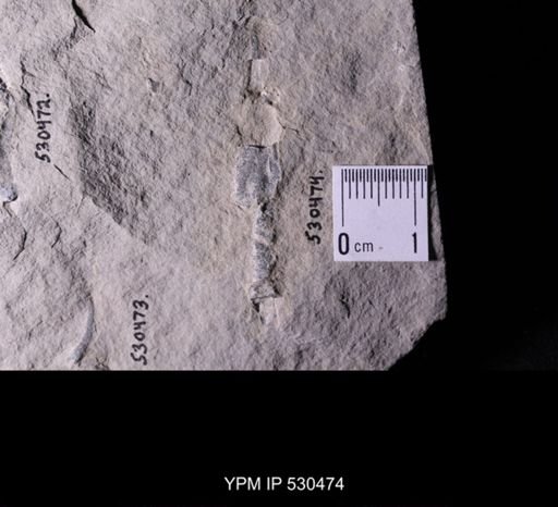 Castericystis vali