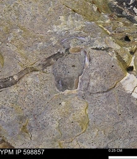 undet. Mollusca