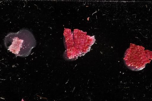 Torquatella dissimilis
