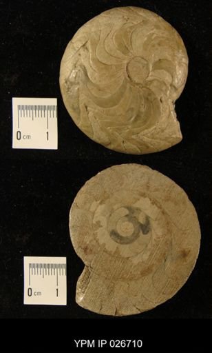 Muensteroceras oweni
