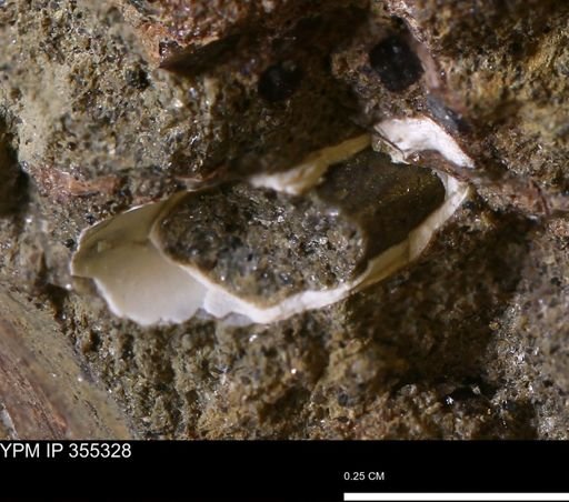 Scaphopoda
