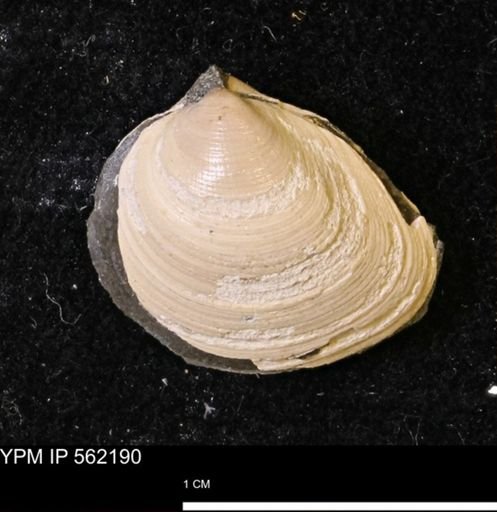 Limopsis striatopunctatus