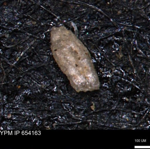 Miliammina manitobensis