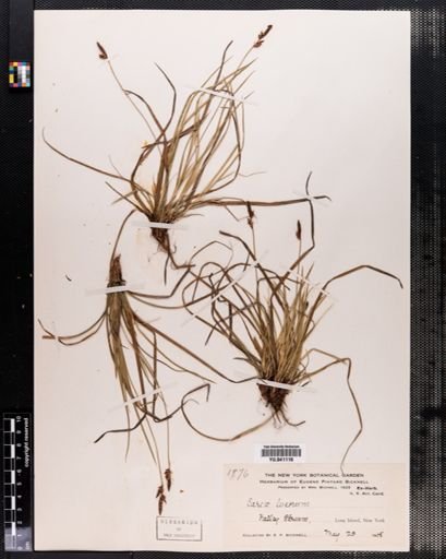 Plantae