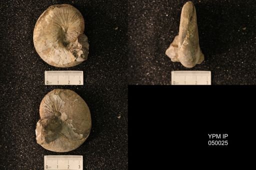 Hoploscaphites nicolletii