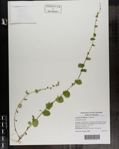 Triodanis perfoliata