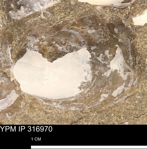 Phelopteria