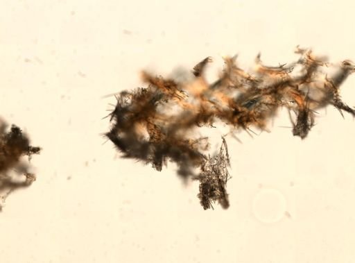 Clathria juniperina