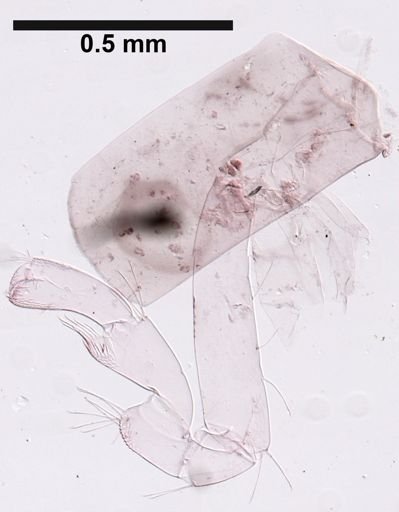 Hyalella cf. azteca