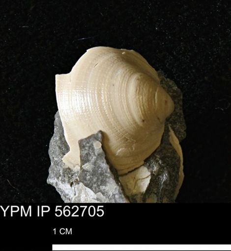 Limopsis striatopunctatus