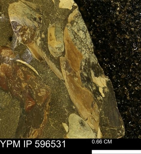 undet. Mollusca