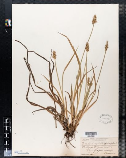 Carex laevivaginata