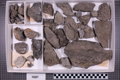 mixed taxa, stratigraphic collection