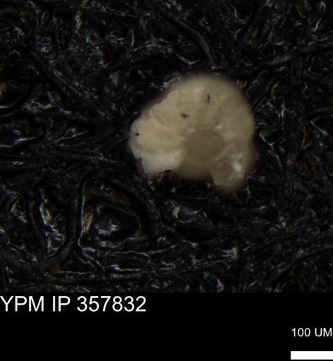 undet. Foraminiferida