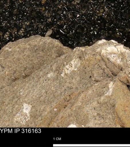 undet. Mollusca
