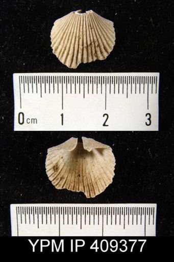 Hesperorthis sp.