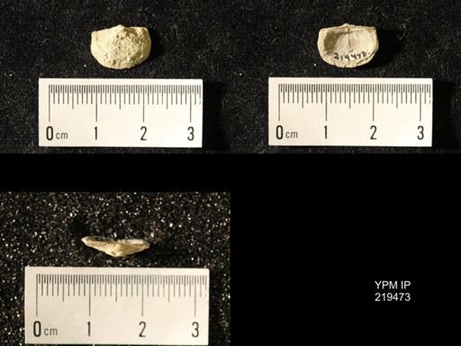 Chonetes granulifer