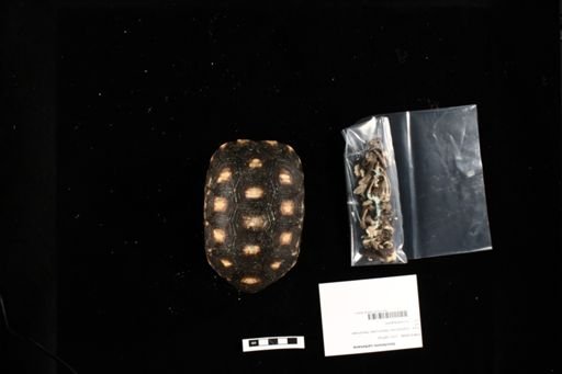 Geochelone carbonaria