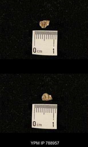 undet. Brachiopoda