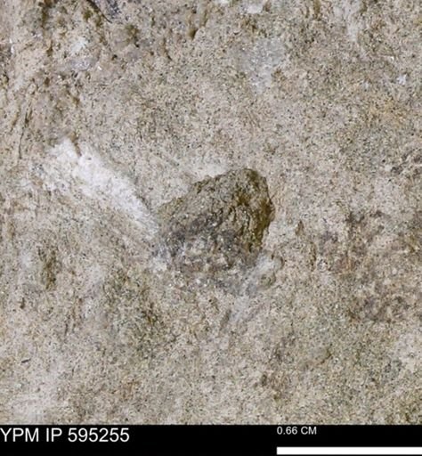 Protocardia sp.