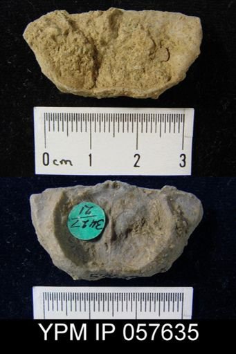 Leptaena rhomboidalis
