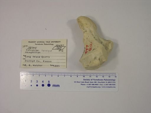 Teleoceras fossiger
