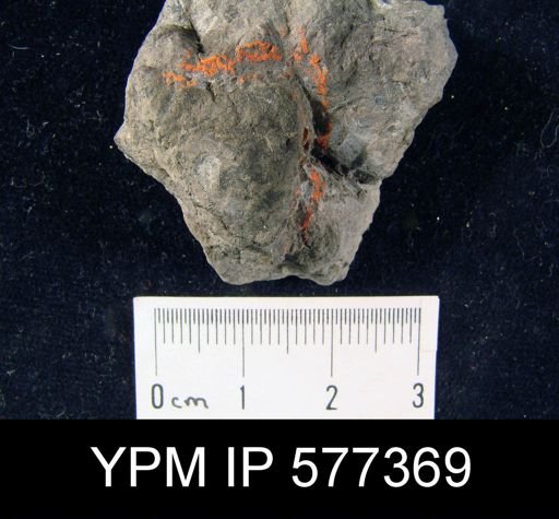 Acanthocrania sp.